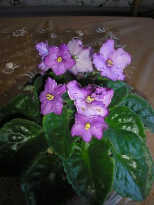 P1010002.JPG