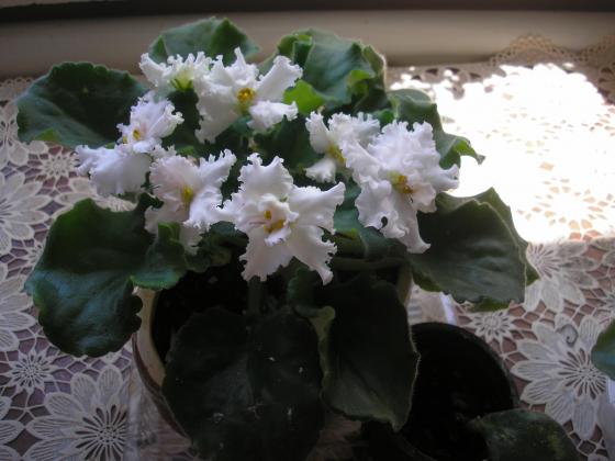 P1010009.JPG