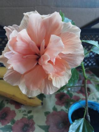 20160413_070619.jpg