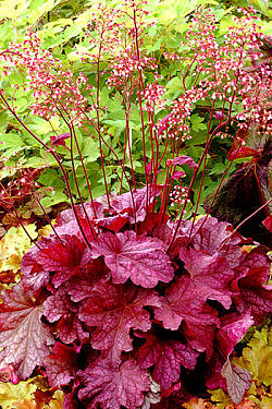 410_878455.jpg