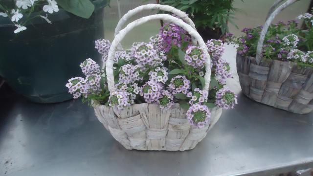DSC09513.JPG