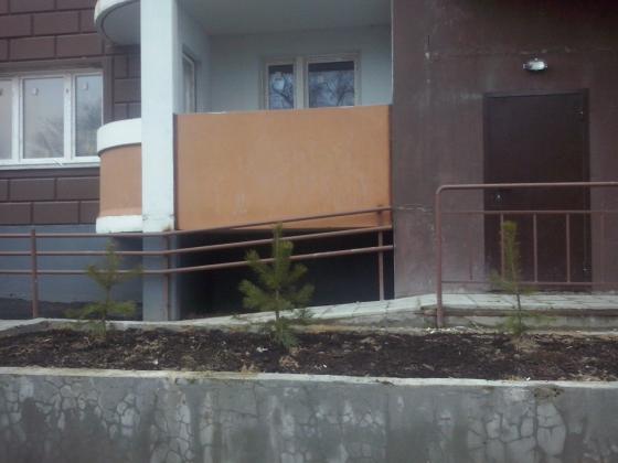 sosna-1.jpg