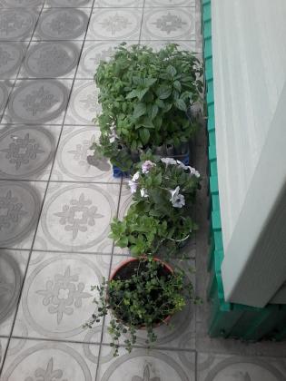 20170418_091541.jpg