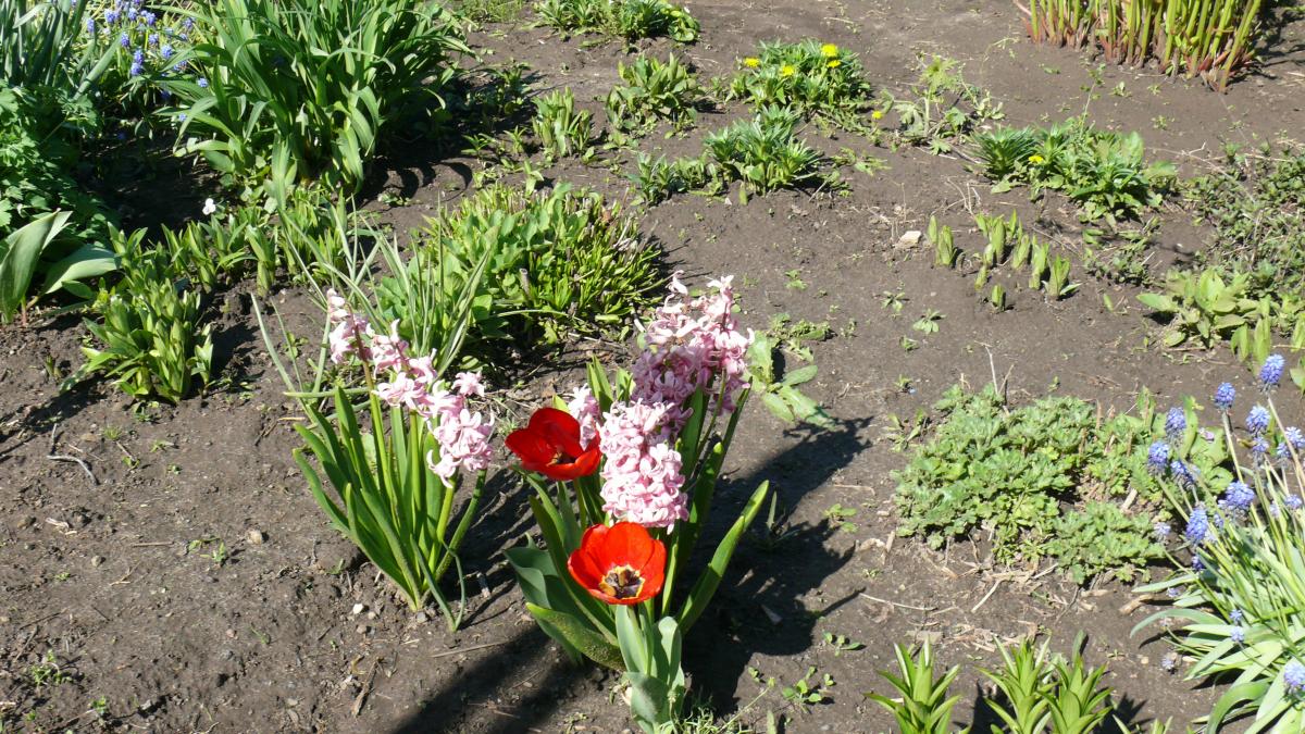 P1300587.JPG