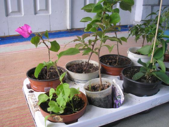 P1010029.JPG