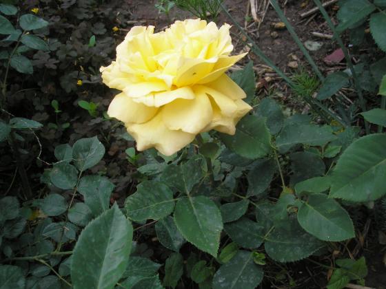 P1010043.JPG