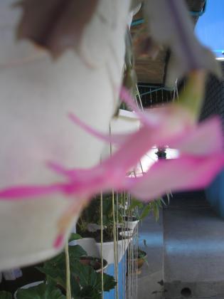 P1010089.JPG