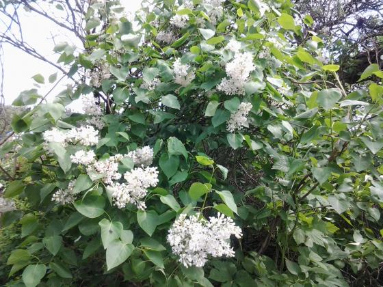 20130525_123351.jpg