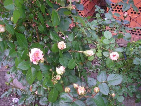 P1010017.JPG