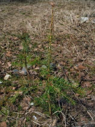 DSCF5544-елка-1.jpg