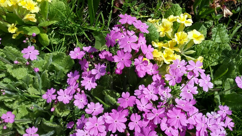 20180511_145220-800x450.jpg
