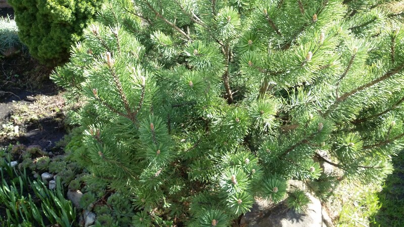 20180503_144501-800x450.jpg