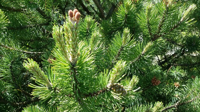 20180528_151434-800x450.jpg