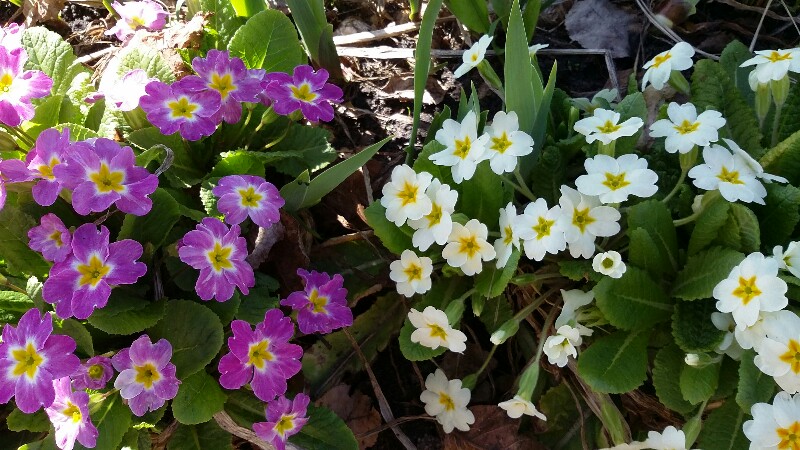 20180503_144538-800x450.jpg