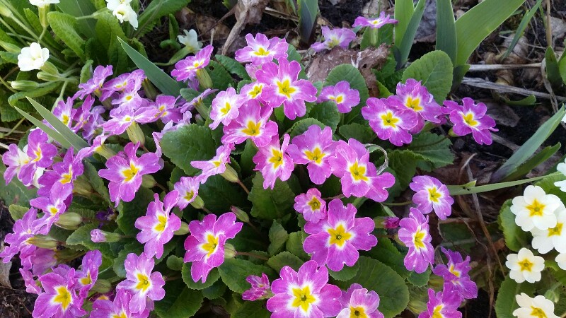 20180503_144534-800x450.jpg