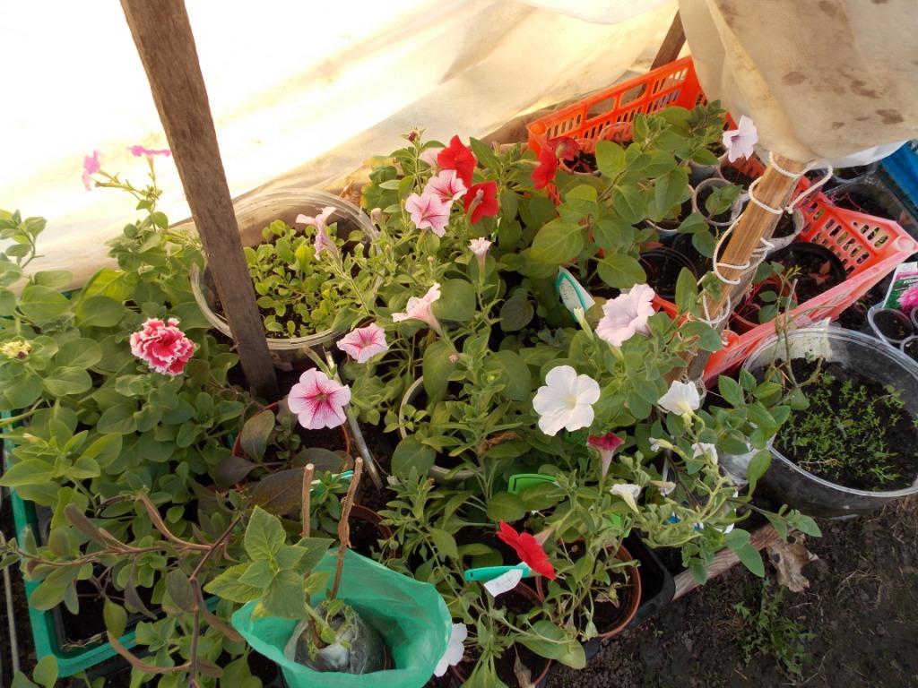 DSCN4694.JPG