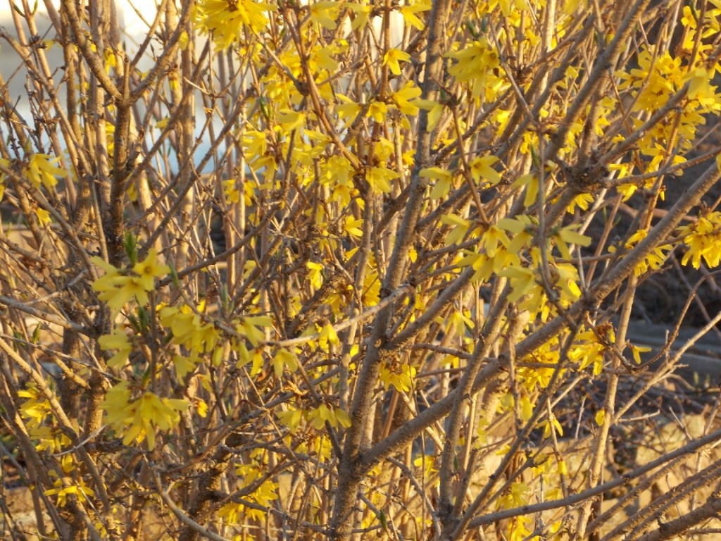 DSCN4690.JPG