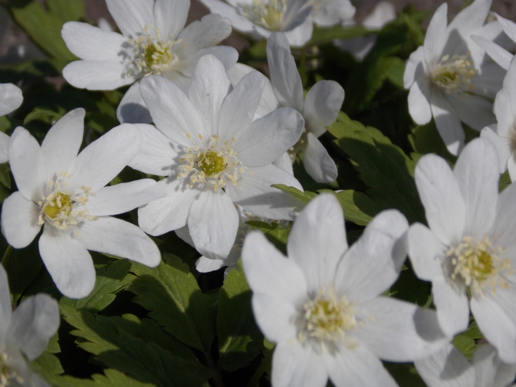DSCN4687.JPG