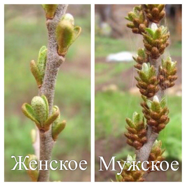 облепиха.jpg