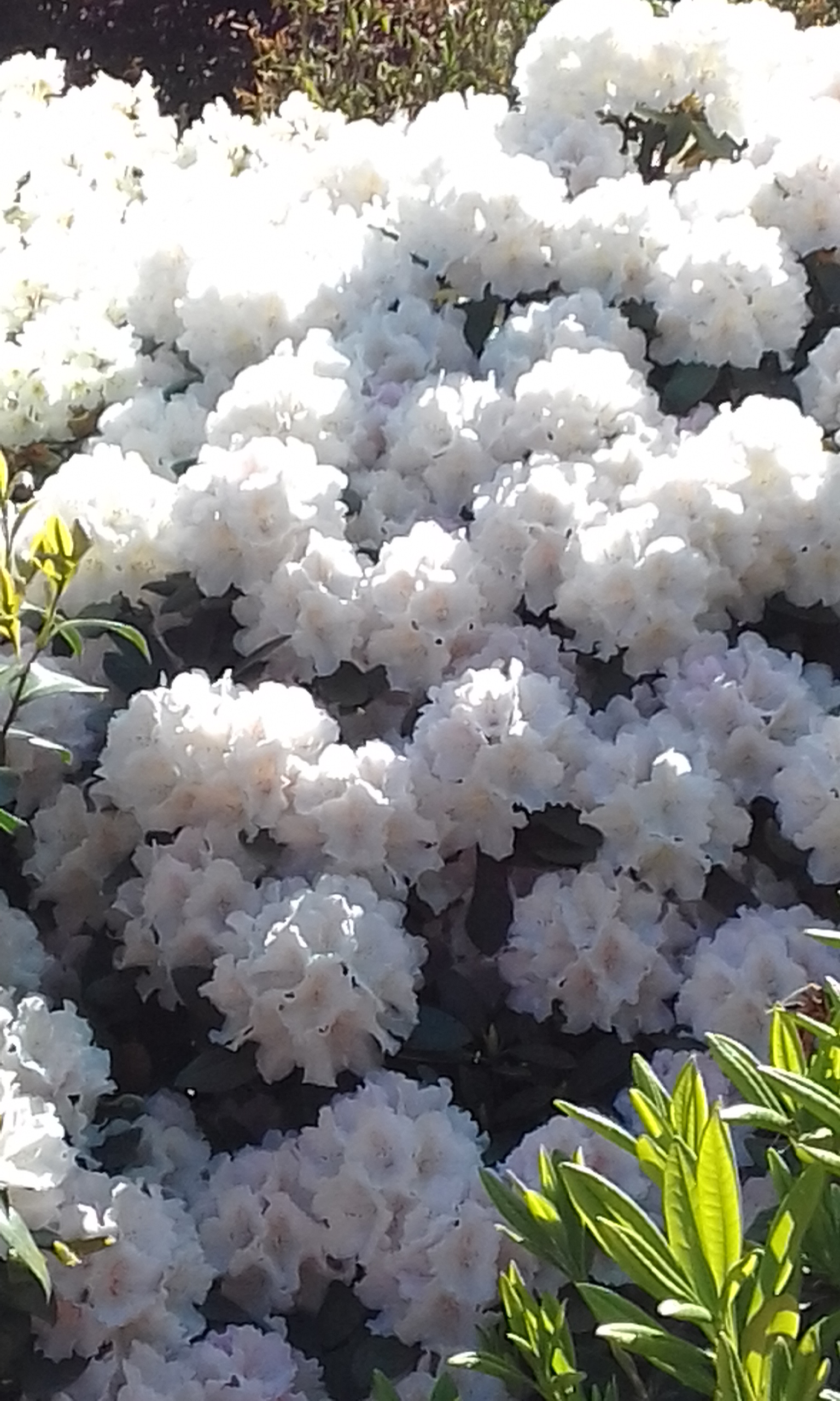 20180504_105918.jpg