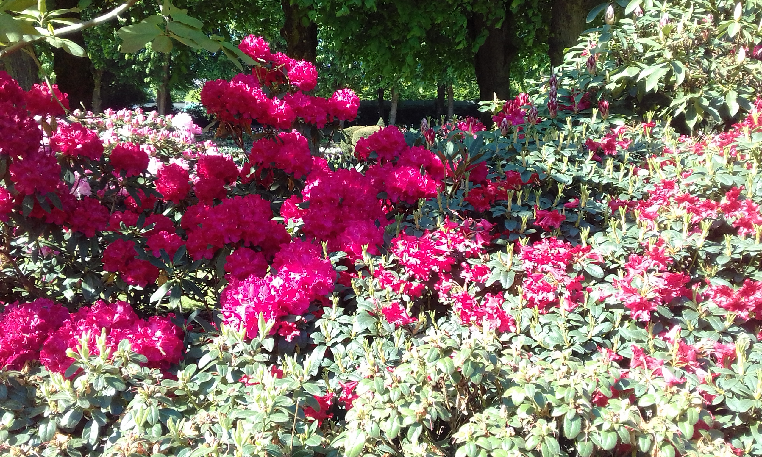 20180504_105447.jpg