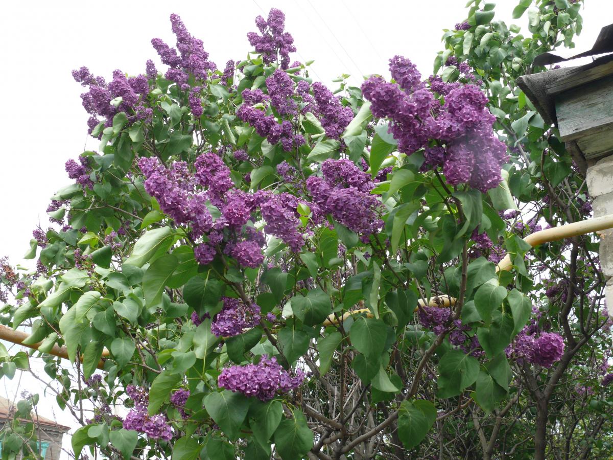 P1210739.JPG