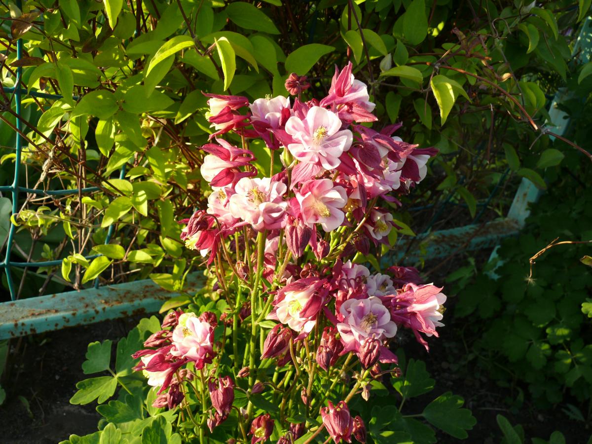 P1210688.JPG