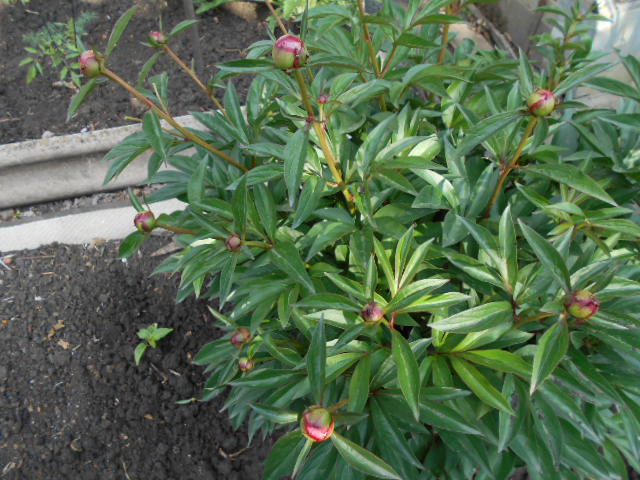 DSCN0616.JPG