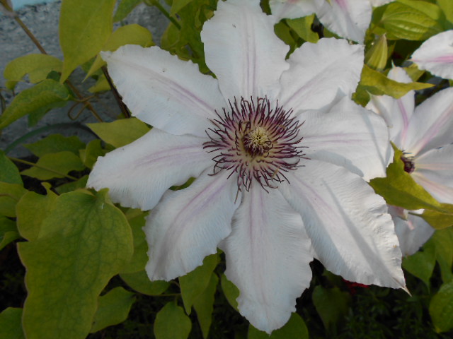 DSCN0597.JPG