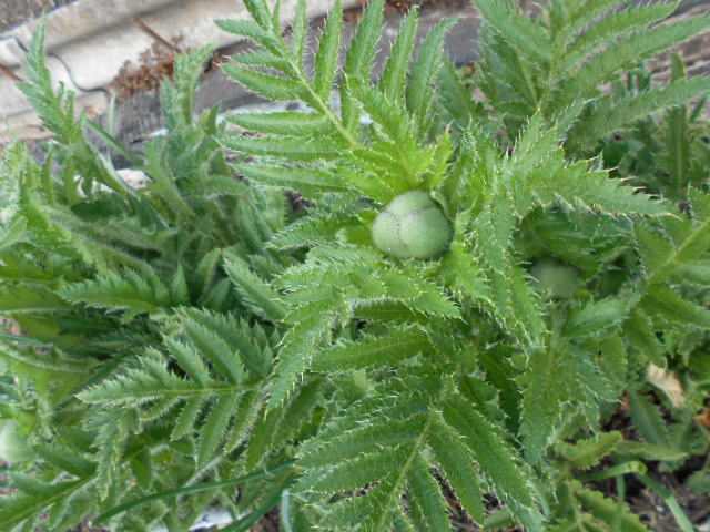DSCN0612.JPG