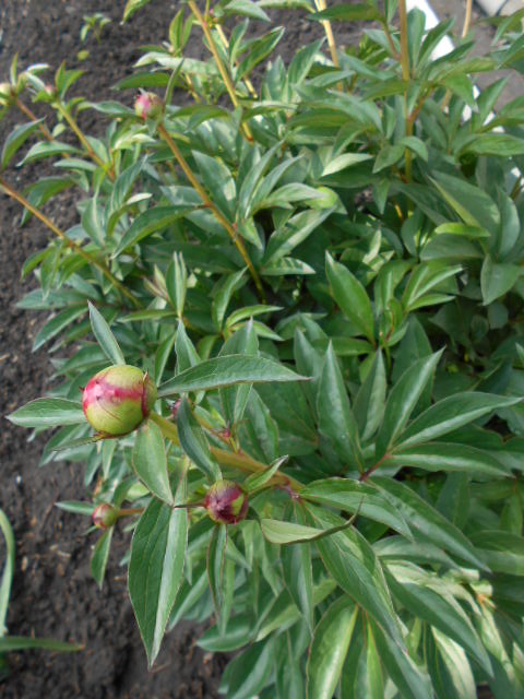 DSCN0615.JPG