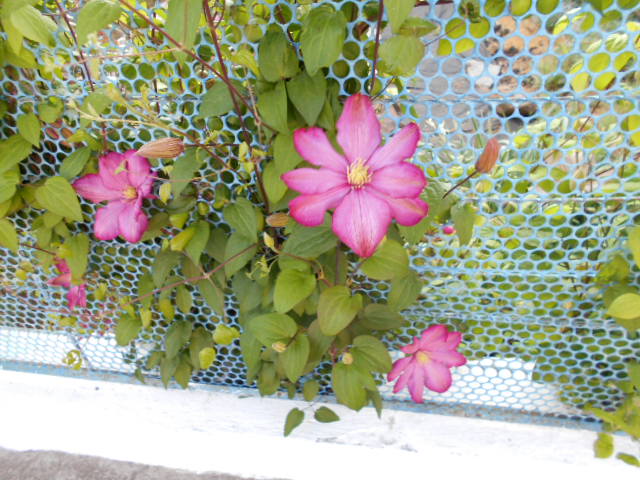 DSCN0556.JPG