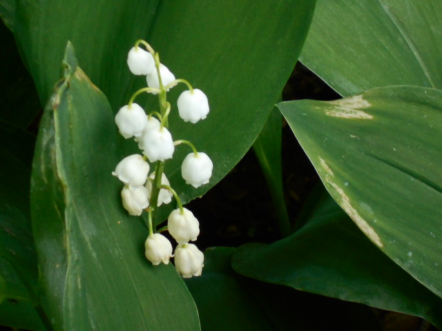 DSCN0637.JPG