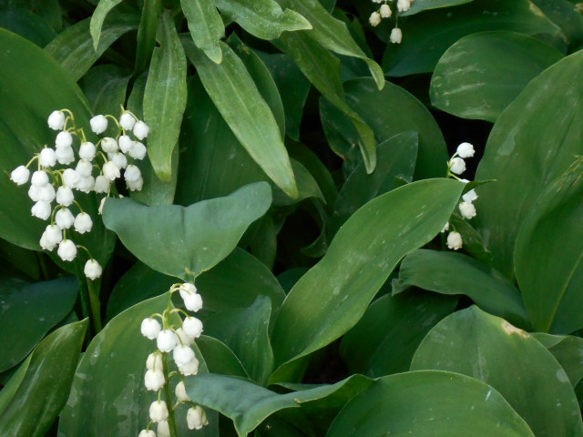 DSCN0641.JPG