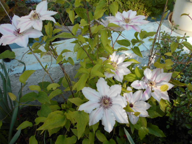 DSCN0596.JPG