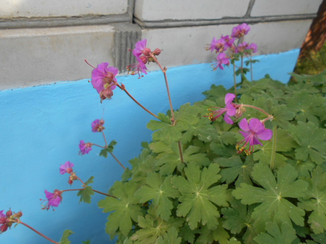 DSCN0591.JPG