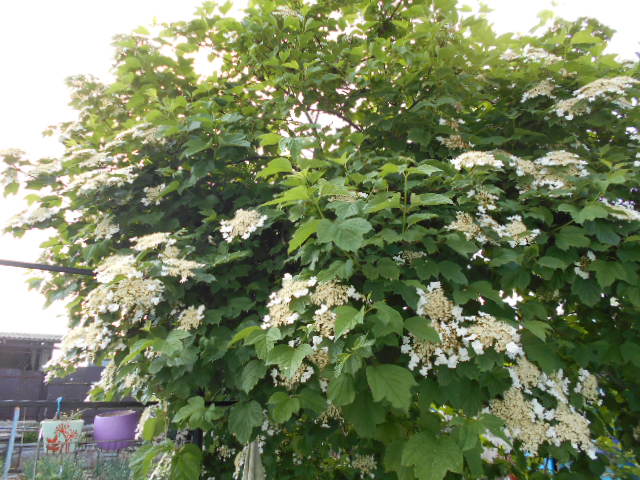 DSCN0604.JPG