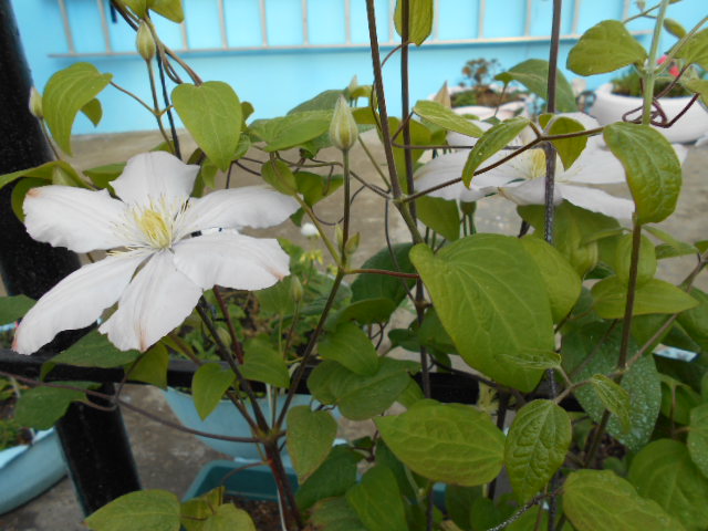 DSCN0600.JPG