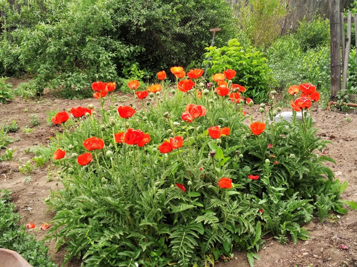 IMG_20200527_120249.jpg