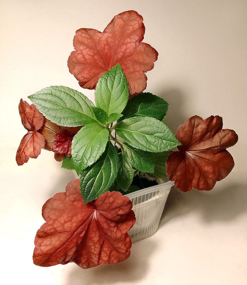 IMG_20220508_034322_Autumn Leaves_Living Strawberry Blossom_sm.jpg