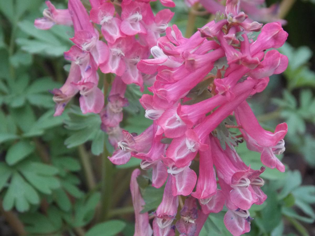DSCN6145.JPG