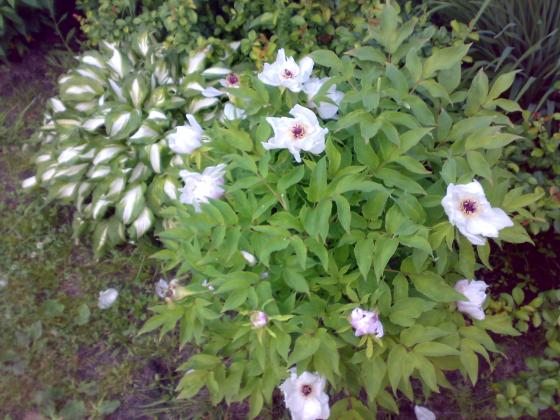 070620132045.jpg