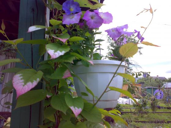 070620132043.jpg