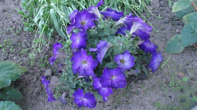 DSC02679.jpg1.jpg