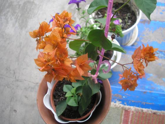 P1010303.JPG