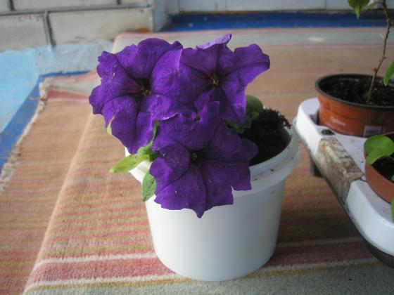 P1010039.JPG
