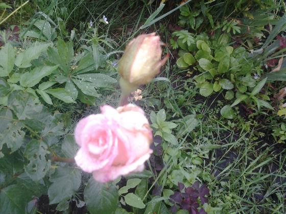 20130617_123729.jpg