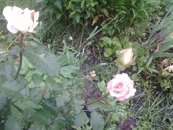 20130617_123721.jpg