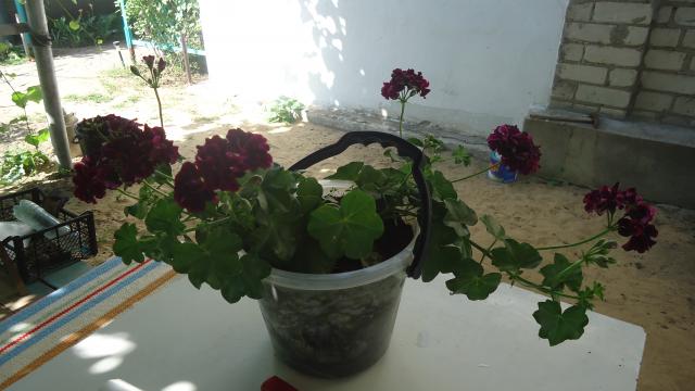 DSC04286.JPG