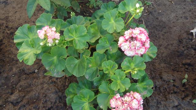 DSC04335.JPG